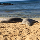 Hawaiian monk seals resting on a beach on Kauai, Hawaii.